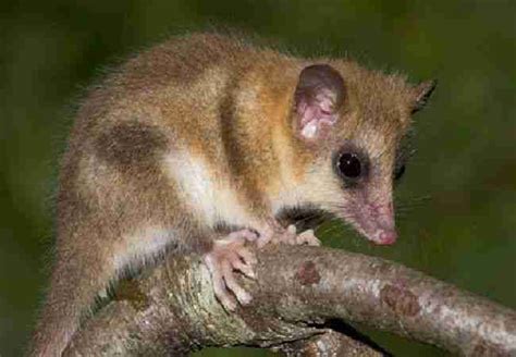 what is a colo colo opossum